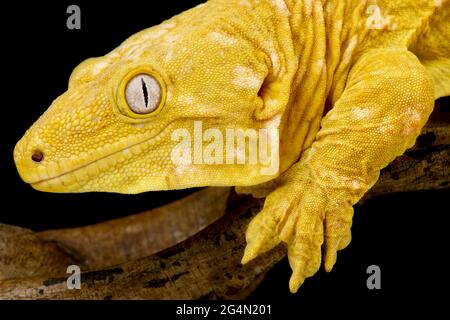 Albino New Caledonian Giant Gecko (Rhacodactylus laechianus) Stockfoto