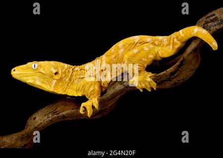 Albino New Caledonian Giant Gecko (Rhacodactylus laechianus) Stockfoto