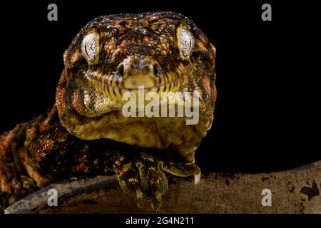 Neuer kaledonischer Riesengecko, Mt. Koghis, roter Balken (Rhacodactylus laechianus) Stockfoto