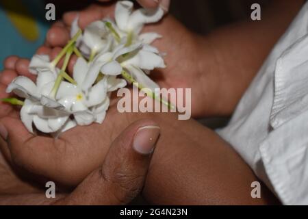 Colombo, Sri Lanka. Juni 2021. Ein drei Jahre altes Kind trägt weiße Blumen in Vorbereitung auf eine Kindertagesveranstaltung zum Gedenken an den Poya-Vollmond-Tag von Poon, der am Donnerstag, dem 24. Juni, fällt. Poson Poya ist nach Vesak an zweiter Stelle und erinnert an die Einführung des Buddhismus in Sri Lanka durch den buddhistischen Missionsmönch Mahinda im 3. Jahrhundert v. Chr. Quelle: Majority World CIC/Alamy Live News Stockfoto