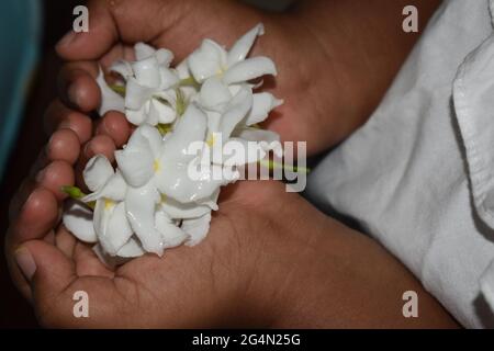 Colombo, Sri Lanka. Juni 2021. Ein drei Jahre altes Kind trägt weiße Blumen in Vorbereitung auf eine Kindertagesveranstaltung zum Gedenken an den Poya-Vollmond-Tag von Poon, der am Donnerstag, dem 24. Juni, fällt. Poson Poya ist nach Vesak an zweiter Stelle und erinnert an die Einführung des Buddhismus in Sri Lanka durch den buddhistischen Missionsmönch Mahinda im 3. Jahrhundert v. Chr. Quelle: Majority World CIC/Alamy Live News Stockfoto