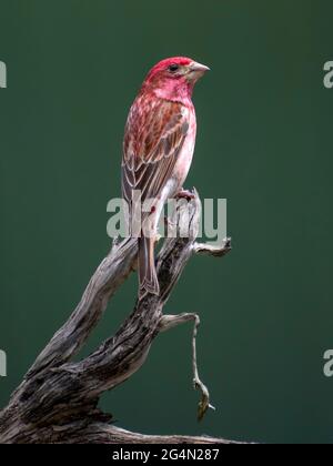 Purple Finch (Erwachsener, Männlich) Stockfoto