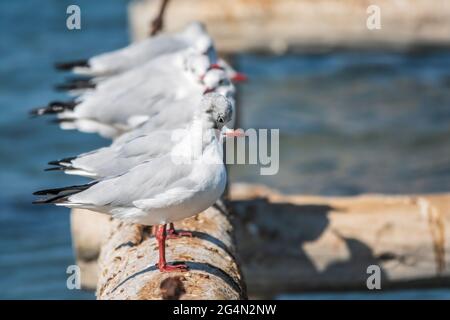 Eine Reihe von Möwen liegt auf einem alten Seebrücke. Möwen ruhen auf dem Wellenbrecher. Die europäische Heringsmöwe, Larus argentatus Stockfoto
