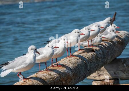 Eine Reihe von Möwen liegt auf einem alten Seebrücke. Möwen ruhen auf dem Wellenbrecher. Die europäische Heringsmöwe, Larus argentatus Stockfoto
