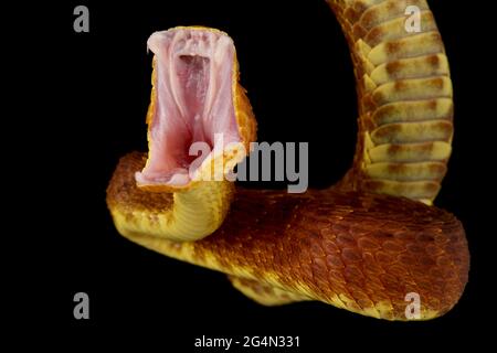 Buschviper-Angriff (Atheris squamigera) Stockfoto