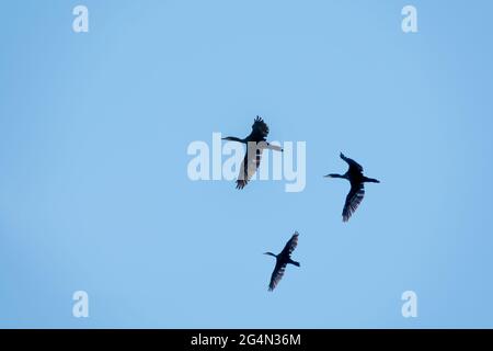 Drei schwarze Kormorane fliegen in blauem Himmel. Der große Kormoran, Phalacrocorax carbo, bekannt als der große schwarze Kormoran oder der schwarze Shag. Stockfoto