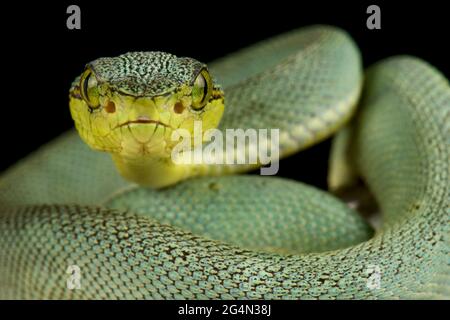 Amazonischer Palmviper (Botrops bilineatus bilineatus) Stockfoto