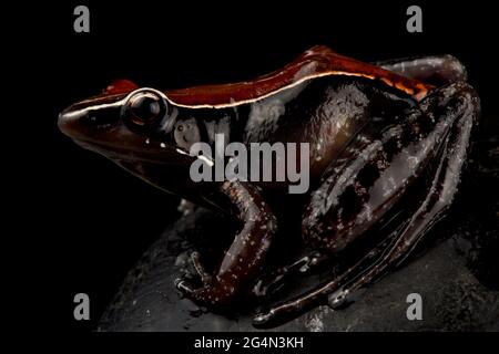 Mahagoni-Frosch (Hylarana Luctuosa) Stockfoto