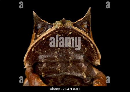 Malayischer gehörnter Frosch (Megophrys nasuta) Stockfoto