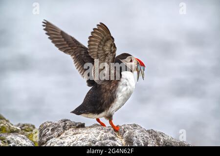 Papageientaucher Stockfoto