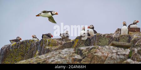 Papageientaucher Stockfoto