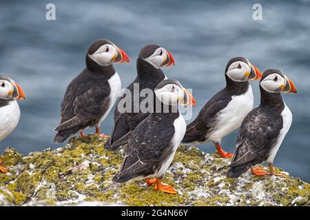 Papageientaucher Stockfoto