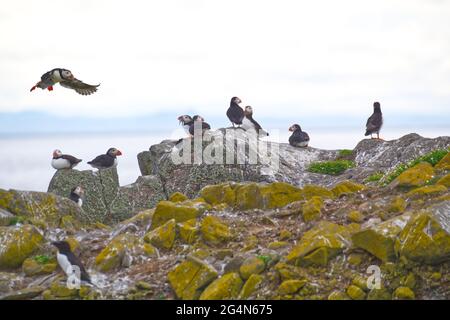 Papageientaucher Stockfoto