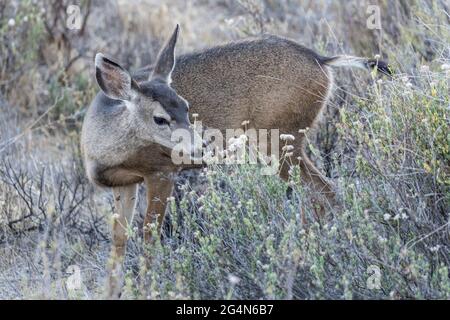 Maultier-Hirsch und Wildblumen im Rocky Peak Park in den Santa Susana Mountains in der Nähe von Los Angeles und Simi Valley, Kalifornien. Stockfoto