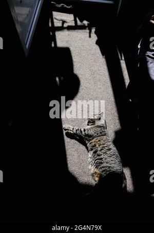 Bild mit geringer Schärfentiefe (selektiver Fokus) mit einer grauen Kurzhaarkatze aus Europa, die einen Sonnenfleck beim Betreten des Zimmers einer Wohnung genießt Stockfoto