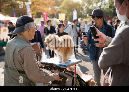 Ein alter Mann schiebt eine kostümierte Katze in einen Kinderwagen in einem Park in Tokio, Japan Stockfoto