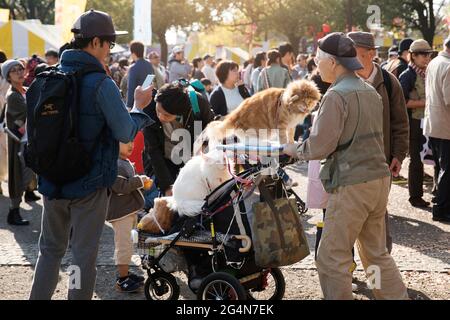 Ein alter Mann schiebt eine kostümierte Katze in einen Kinderwagen in einem Park in Tokio, Japan Stockfoto