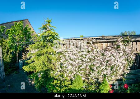 Weitwinkelansicht eines Hinterhofs mit Zedernbaum und weiß blühenden Clematis im Frühjahr Stockfoto