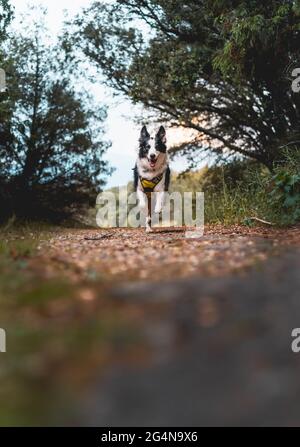 Nahaufnahme eines Border Collie Hundes, der durch den Wald läuft Stockfoto