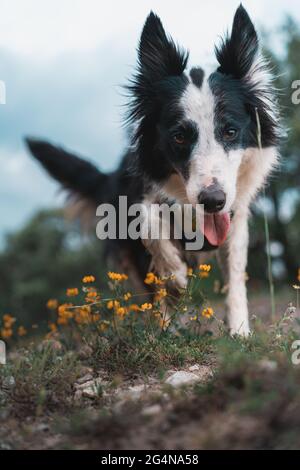Nahaufnahme eines Border Collie Hundes, der durch den Wald läuft Stockfoto
