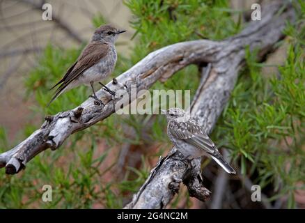 Jacky Winter (Microeca fascinans fascinans) Erwachsene und Jugendliche auf einem toten Zweig im Südosten von Queensland, Australien Januar Stockfoto