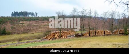 Baumstämme werden am Waldrand gelagert. Die Nadelbäume wurden abgeschlagen. Das Gebiet liegt Brachland. Sauerland, Nordrhein-Westfalen, Deutschland. Stockfoto