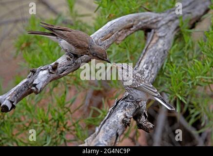 Jacky Winter (Microeca fascinans fascinans) Erwachsener, der auf einem toten Ast sitzt und das Jungtier im Südosten von Queensland, Australien, ernährt Januar Stockfoto