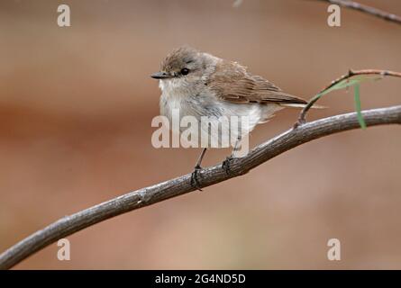 Jacky Winter (Microeca fascinans fascinans) Erwachsener, der auf einem toten Zweig im Südosten von Queensland, Australien, thront Januar Stockfoto