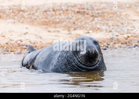 Gray Seal liegt am Blakeney Strand an der North Norfolk Küste. Stockfoto