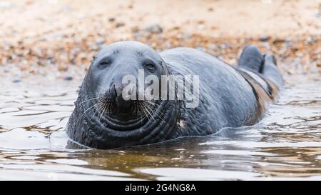 Graue Robbe im Meer am Blakeney Strand an der Nord-Norfolk Küste. Stockfoto