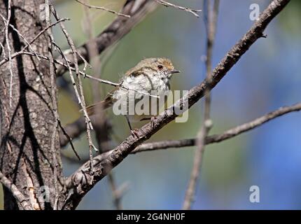 Brauner Dornbill (Acanthiza pusilla), Erwachsener, der im toten Baum Girraween NP, Queensland, Australien, thront Dezember Stockfoto