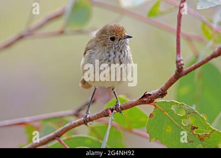Brauner Dornbill (Acanthiza pusilla), der in einem Busch im Girraween NP, Queensland, Australien, thront Januar Stockfoto