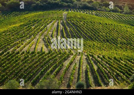 Weingärten Douro Valley Portugal vom Douro Fluss und vom Zug nach Porto Stockfoto