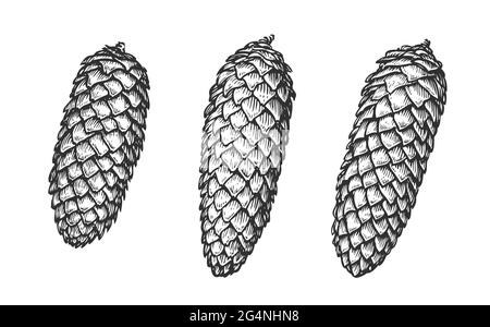 Set aus Fichtenkegel. Handgezeichnete Skizze in Gravurstil. Vintage-Vektorgrafik Stock Vektor