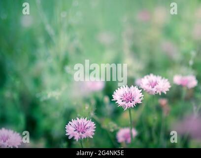 Wilde rosa Blüten auf der Wiese. Natur Hintergrund. Stockfoto
