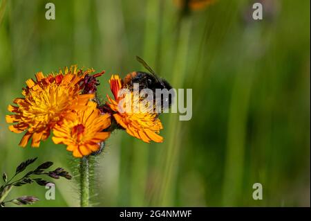 Pollen, die auf dem Fell einer Rotschwanzhummel, bombus lapidarius, auf einer Wildblume des Fuchses und der Jungen, auch bekannt als orangefarbener Falkenbiss, Teufels Pinsel, haften Stockfoto