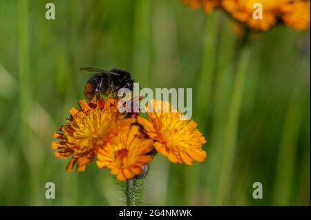 Pollen, die auf dem Fell einer Rotschwanzhummel, bombus lapidarius, auf einer Wildblume des Fuchses und der Jungen, auch bekannt als orangefarbener Falkenbiss, Teufels Pinsel, haften Stockfoto