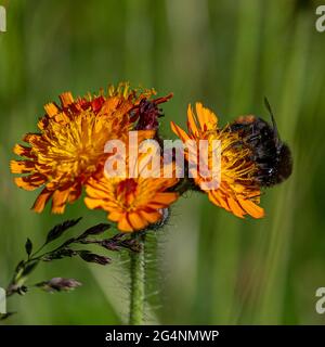 Pollen, die auf dem Fell einer Rotschwanzhummel, bombus lapidarius, auf einer Wildblume des Fuchses und der Jungen, auch bekannt als orangefarbener Falkenbiss, Teufels Pinsel, haften Stockfoto