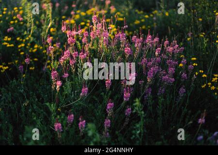 Rosafarbene Wildblumen auf der Wiese Stockfoto