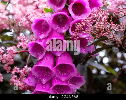 Tiefrosa Fuchshandschuhblume in voller Blüte, umgeben von sambucus nigra, schwarzer Holunderpflanze mit dunklen Blättern und hellrosa Blüten. Stockfoto