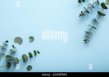 Eukalyptusblüten Äste Rahmen auf farbigem Hintergrund. Eukalyptus Blätter floralen Rahmen Frühling Grün Banner für Einladungen Arrangement auf blau Stockfoto