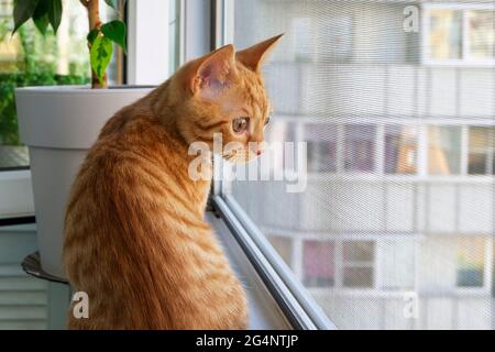 Nahaufnahme eines kleinen niedlichen, mit Ingwer gestromten Kätzchens, das auf der Fensterbank sitzt und durch das Moskitonetz hinaus blickt. Haustiere. Selektiver Fokus. Stockfoto