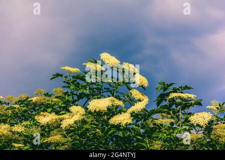 Ein großer, blühender Holunderbaum auf blauem Himmel Stockfoto