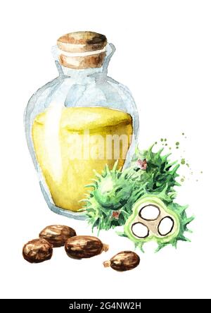 Rizinusölflasche mit grünen Rizinusfrüchten, Bohnen und Samen. Aquarell handgezeichnete Illustration, isoliert auf weißem Hintergrund Stockfoto