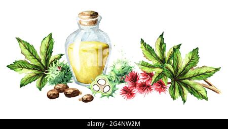 Rizinusölflasche mit grünen Rizinusfrüchten, Bohnen, Blumen, Blättern und Samen. Aquarell handgezeichnete Illustration, isoliert auf weißem Hintergrund Stockfoto