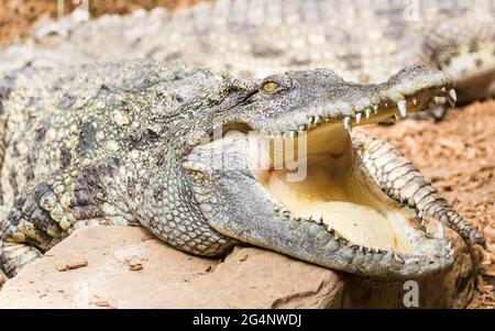 Nahaufnahme eines siamesischen Krokodils mit offenem Mund, aufgenommen in einem Wildpark in Lincolnshire im Sommer 2021. Stockfoto