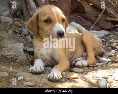 Junge braune Welpen Nahaufnahme, Tapete Hintergrund, Hund Tier Haustier domestic Stockfoto