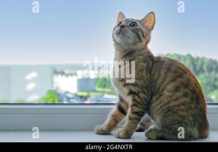 Nahaufnahme eines kleinen niedlichen Ingwer tabby Kätzchens sitzt auf der Fensterbank und schaut nach oben. Haustiere. Selektiver Fokus. Stockfoto