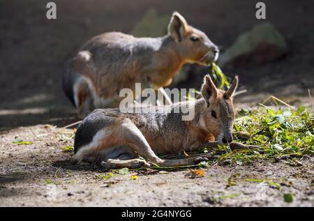 Patagonian Mara ( Dolichotis patagonum ) ruht auf dem Boden im Zoo, ein weiteres Tier verschwommen Hintergrund, einige grüne Blätter Nahrung in der Nähe Stockfoto