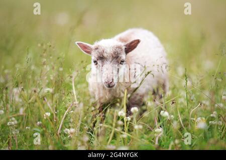 Kleines ouessant (oder Ushant) Schaf Lamm grasen auf grünem Frühlingsgras Stockfoto